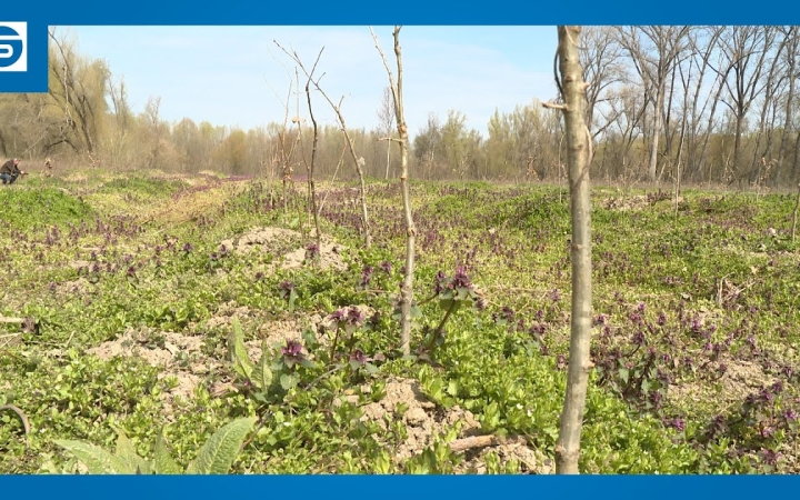 Embedded thumbnail for DSTV: tölgycsemeték a Szalki-szigeten