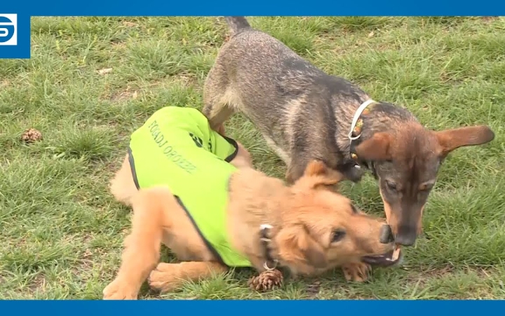 Embedded thumbnail for Fontos előírások vonatkoznak a dunaújvárosi kutyatulajdonosokra