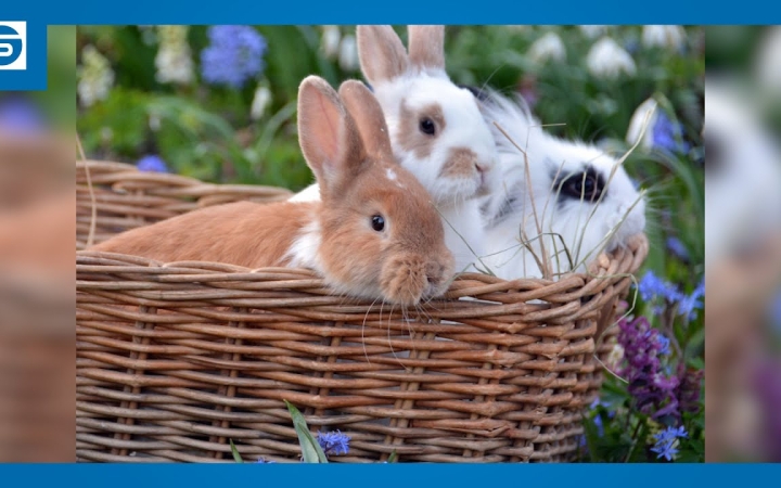 Embedded thumbnail for DSTV: felelős állattartást húsvétkor is!