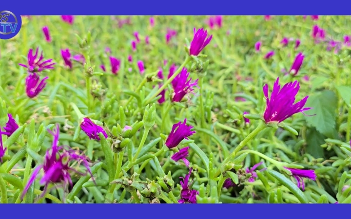 Embedded thumbnail for Csodakert kápráztatja a belváros sétálóit