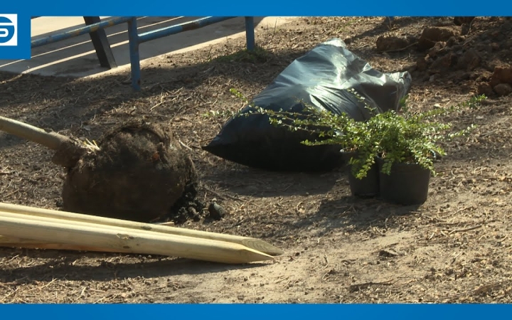 Embedded thumbnail for DSTV: hűsítő liget a Petőfiben