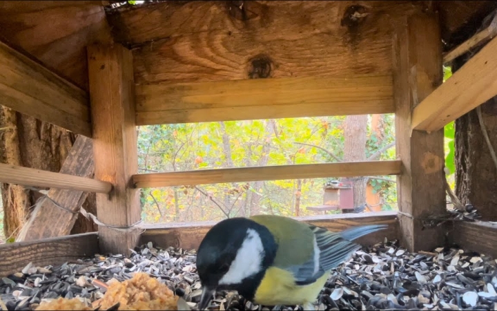 Embedded thumbnail for Less madarakat online – mától már élesben!