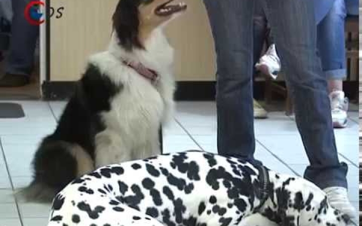 Embedded thumbnail for Játékosan tanulni - felelős állattartás