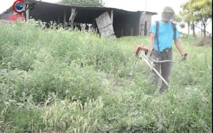 Embedded thumbnail for Parlagfű - jön a pollenszezon dereka, durvulhatnak az allergiás tünetek