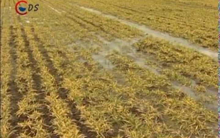 Embedded thumbnail for A földeken is prolémát okoz a víz