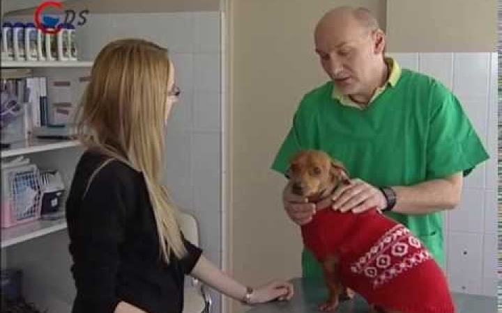 Embedded thumbnail for Fertőzésveszély a kutyáknál