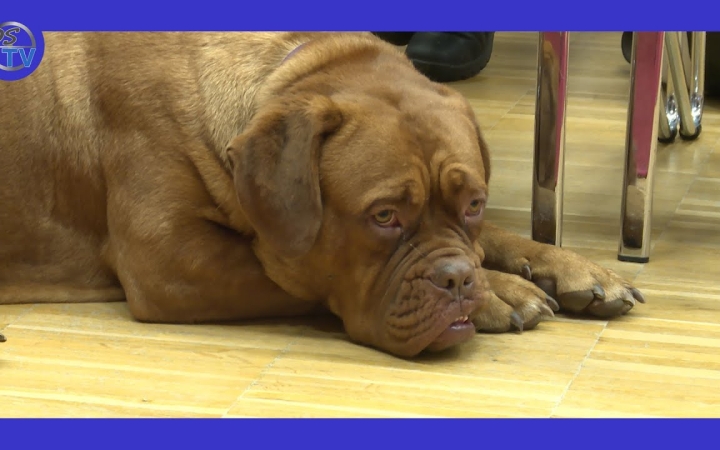 Embedded thumbnail for DSTV: méltán népszerű a Duna Dog Center