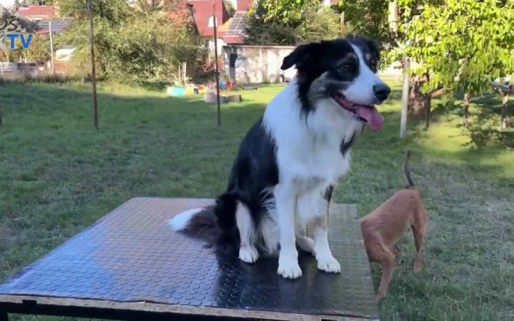 Embedded thumbnail for DSTV: ünnepelt a LEAF közössége