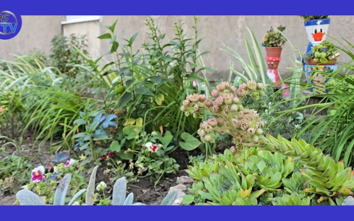 Embedded thumbnail for DSTV: vadvirágok a városban – mindenki örömére