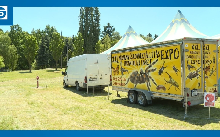 Embedded thumbnail for DSTV: karon ül a tarantula