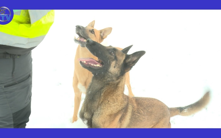 Embedded thumbnail for DSTV: kutyás kihívásra készülnek