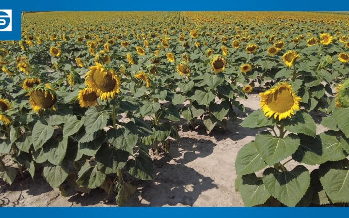 Embedded thumbnail for DSTV: eljött az aratás ideje