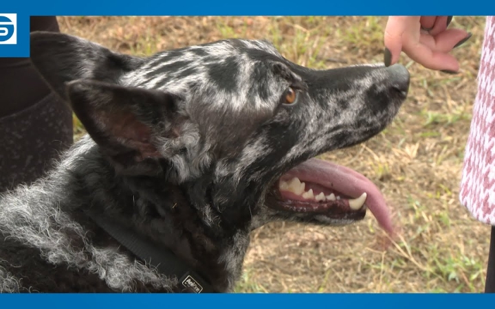 Embedded thumbnail for DSTV: négylábú kedvenc a lakásban