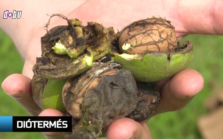Embedded thumbnail for D+ Híradó - Isten hozott buli, diótermés