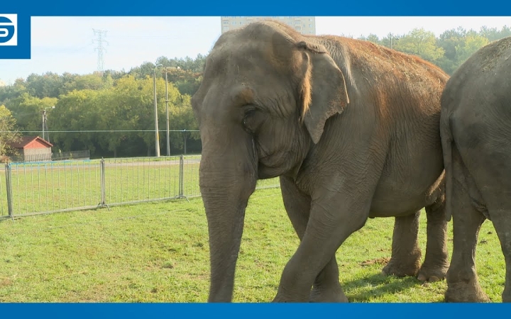 Embedded thumbnail for DSTV: újra itt az Eötvös-cirkusz