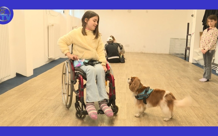 Embedded thumbnail for DSTV: Harry, a segítő kutyus