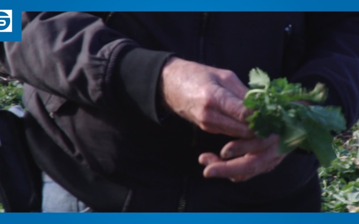 Embedded thumbnail for DSTV: új kísérlet a földeken