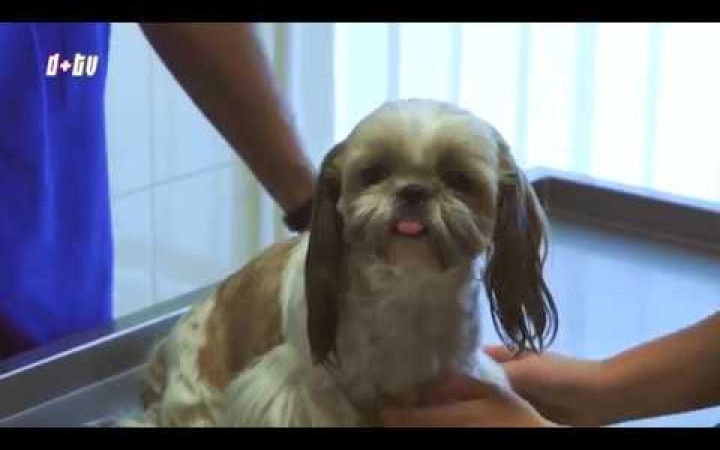 Embedded thumbnail for Kutyahelyzet a kutyamelegben