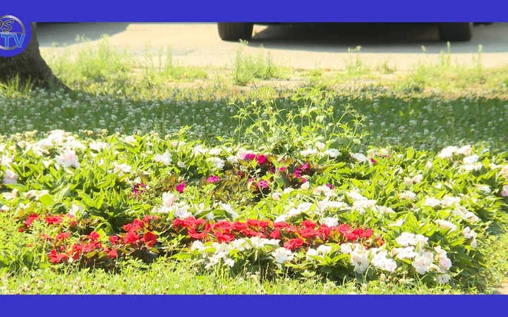 Embedded thumbnail for DSTV: plakáterdő helyett virágágyás