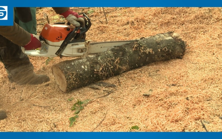 Embedded thumbnail for DSTV: folytatódik az erdőápolás