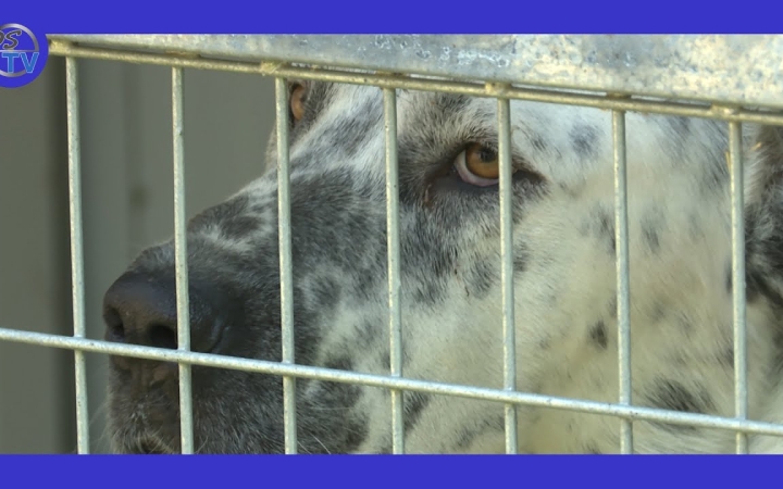 Embedded thumbnail for A menhelyi állatoknak is jár a második esély