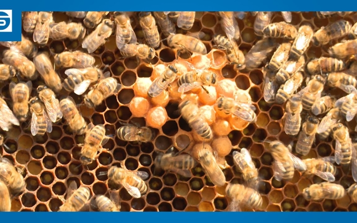 Embedded thumbnail for DSTV: apró segítőink