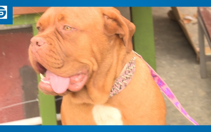 Embedded thumbnail for DSTV: kutyás köszöntés az oviban