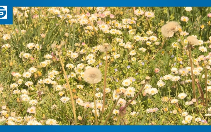 Embedded thumbnail for A fűnyírás rendben lesz, több ember és gép dolgozik a köztereken