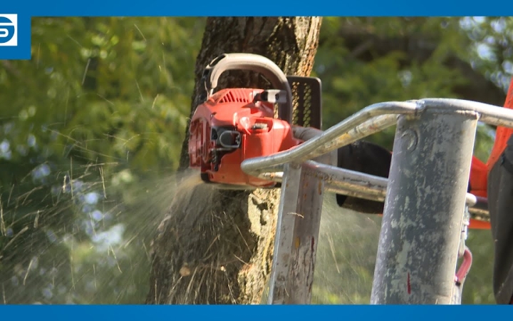 Embedded thumbnail for Közel háromszáz öreg, beteg fát vágnak ki a városban – fő a balesetmegelőzés!