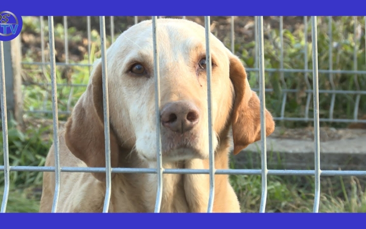 Embedded thumbnail for DSTV: gondoljunk a kutyusokra is!