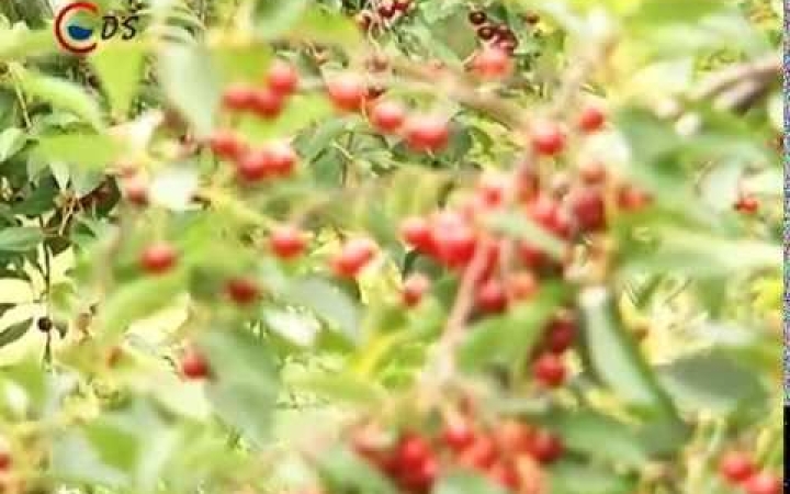 Embedded thumbnail for Meggy és barack - milyen termésre számíthatunk?