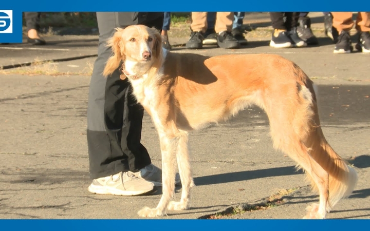 Embedded thumbnail for DSTV: "állati sorozat" az Arany János iskolában