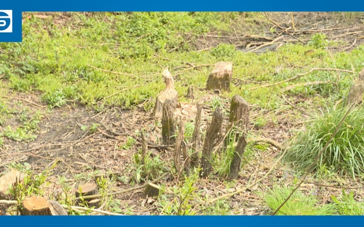 Embedded thumbnail for DSTV: hódok az Üdülősor alján