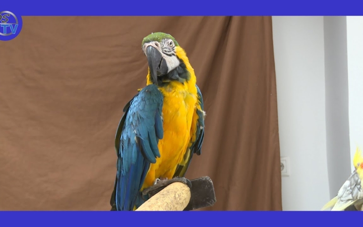 Embedded thumbnail for Civil Ház: természetbúvárok öröme az évnyitón