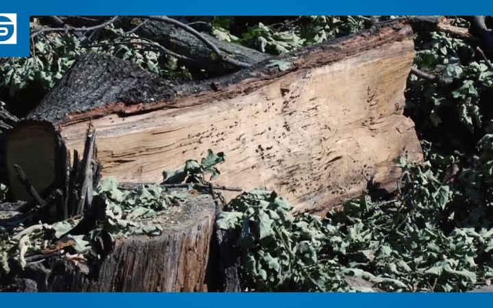 Embedded thumbnail for DSTV: 50-60 éves fákat vágtak ki illegálisan