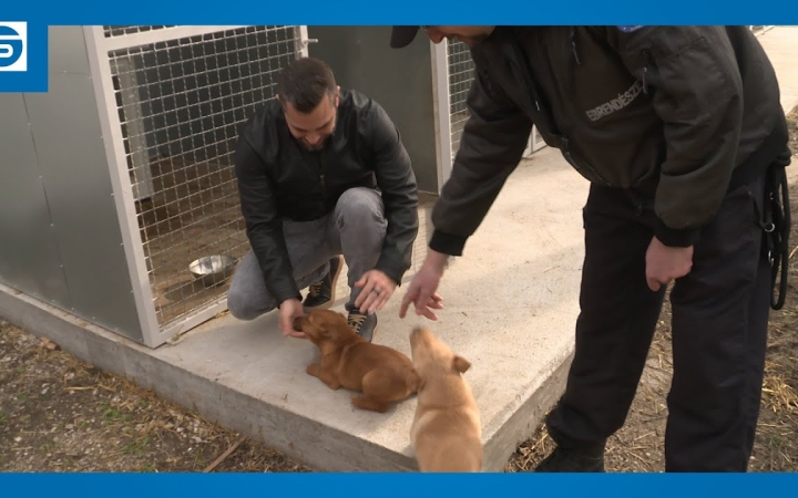 Embedded thumbnail for Szembetűnő, pozitív változások sora tapasztalható az ebrendészeti telepen