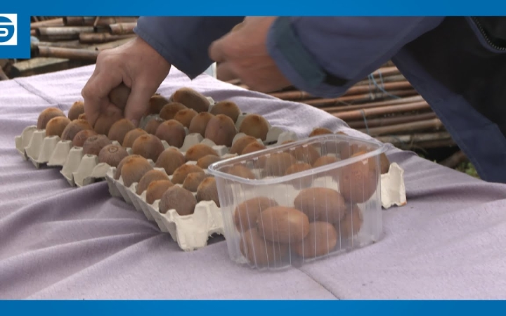 Embedded thumbnail for DSTV: hol a kivi, itt a kivi?!