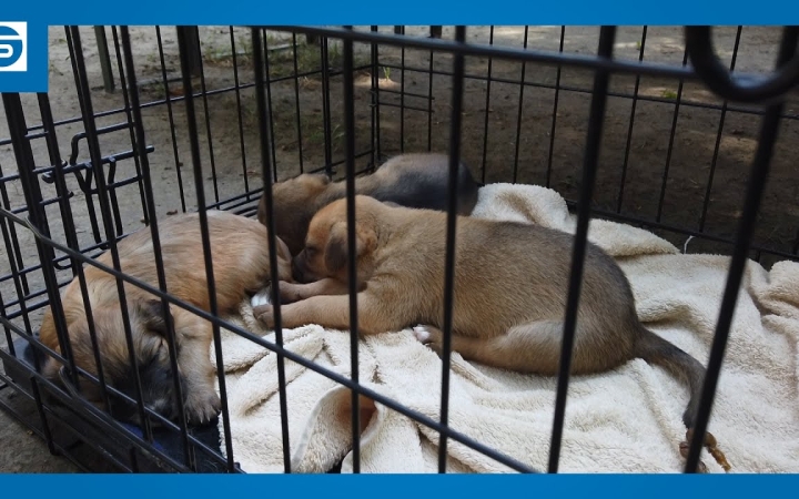 Embedded thumbnail for DSTV: örökbefogadás, adománygyűjtés