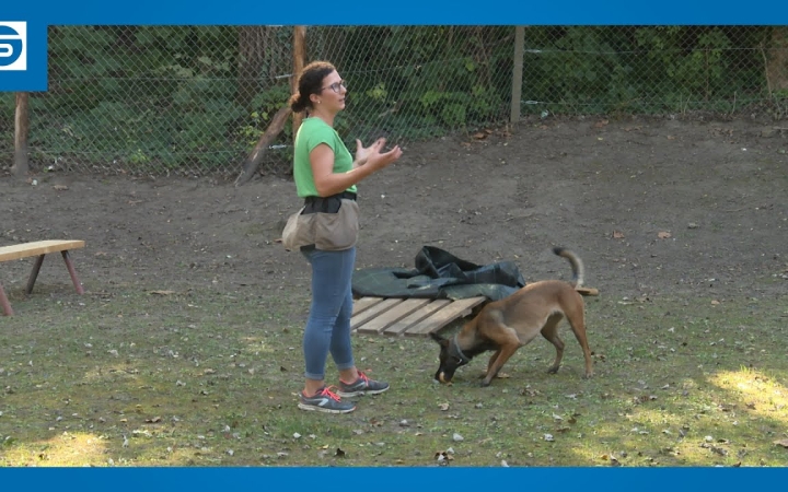 Embedded thumbnail for Kutyás programok sora: a kemping helyett a Városháza lesz a helyszín!