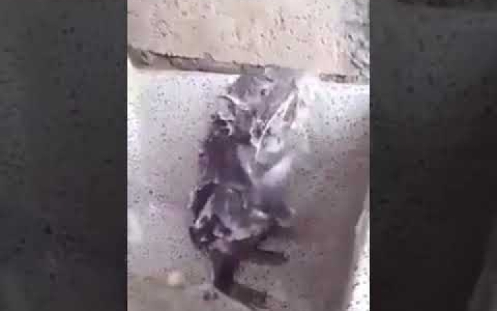 Embedded thumbnail for Magát szappanozó patkány?