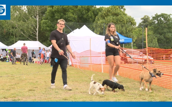 Embedded thumbnail for Közel ezer kutya volt a Szalki-szigeten