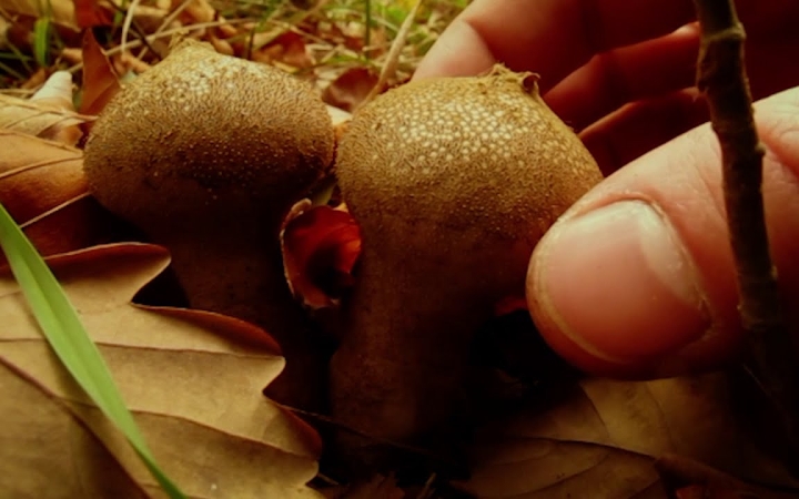 Embedded thumbnail for Dalai Dávid zenekar: jelen a "Jelen"! (klippremier)