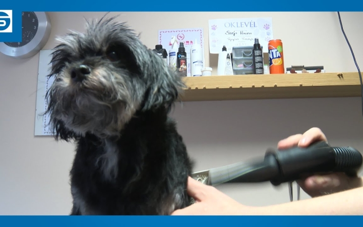 Embedded thumbnail for DSTV: a felelős állattartás része a kutyakozmetika