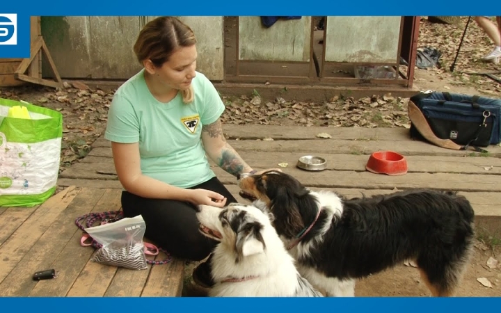 Embedded thumbnail for Városi kutyatartási etikett 3. – a "póráz nélküli" foglalkozások