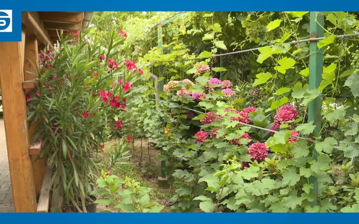 Embedded thumbnail for DST: a csodakert bűvöletében