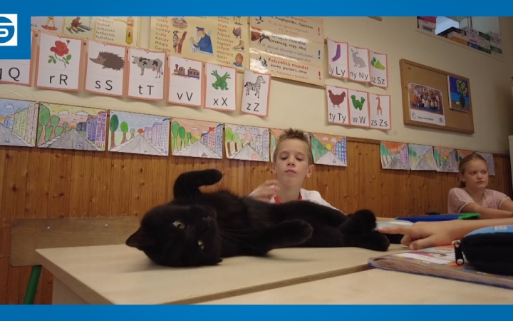 Embedded thumbnail for DSTV: cicaterápia a Vasváriban