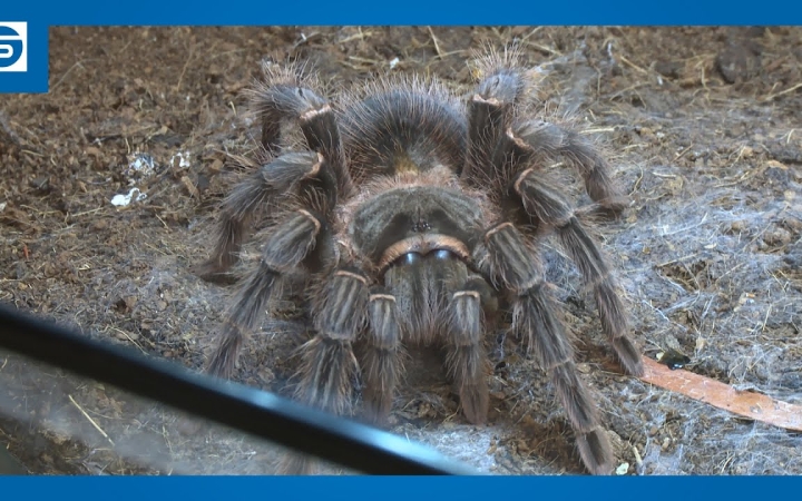 Embedded thumbnail for DSTV: csoda bogarak a Civil Házban