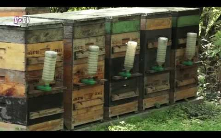 Embedded thumbnail for Jelentős méhpusztulás