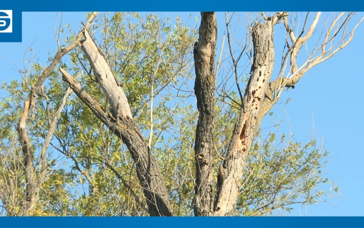 Embedded thumbnail for Gondozni kell a növényeket, locsolni és karbantartani a kánikula idején