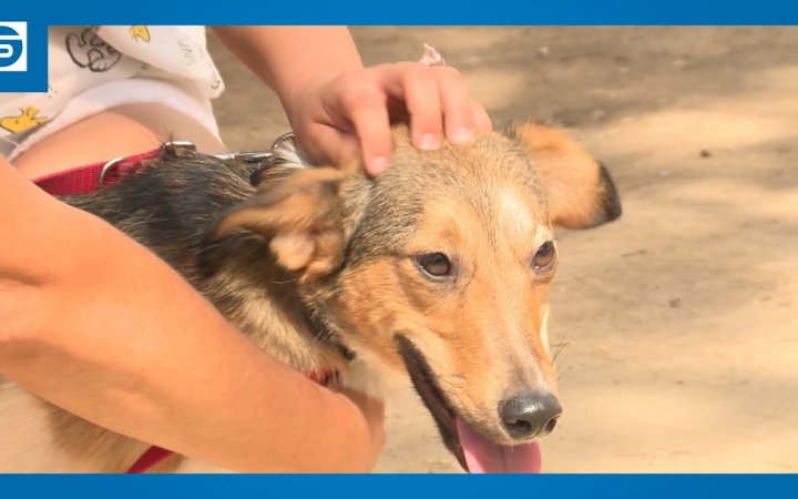 Embedded thumbnail for DSTV: figyeljünk az állatokra is!